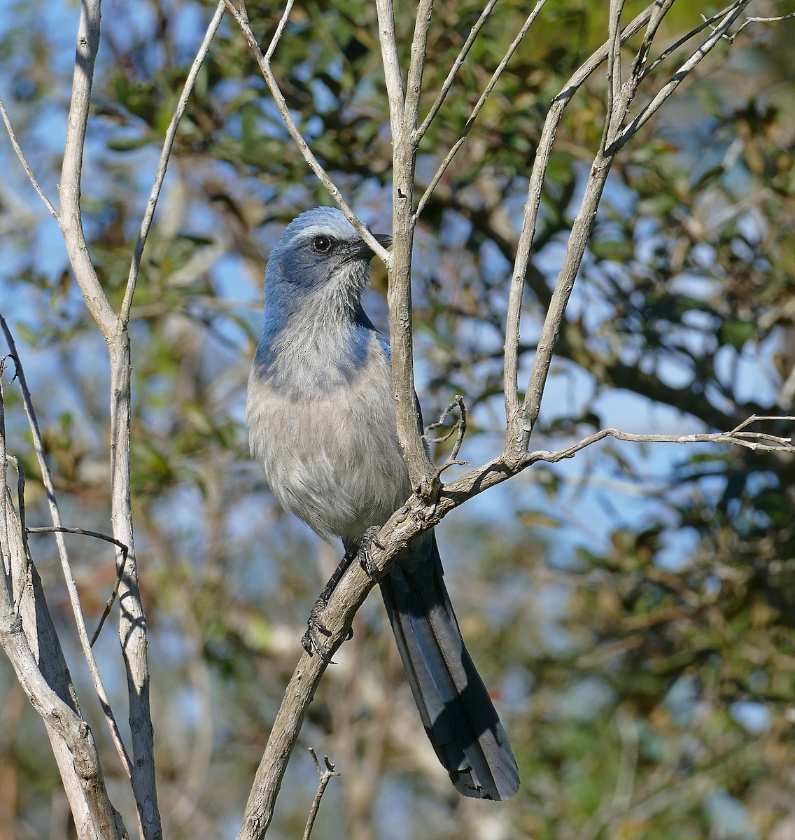 Florida Scrub-Jay - Jens Thalund