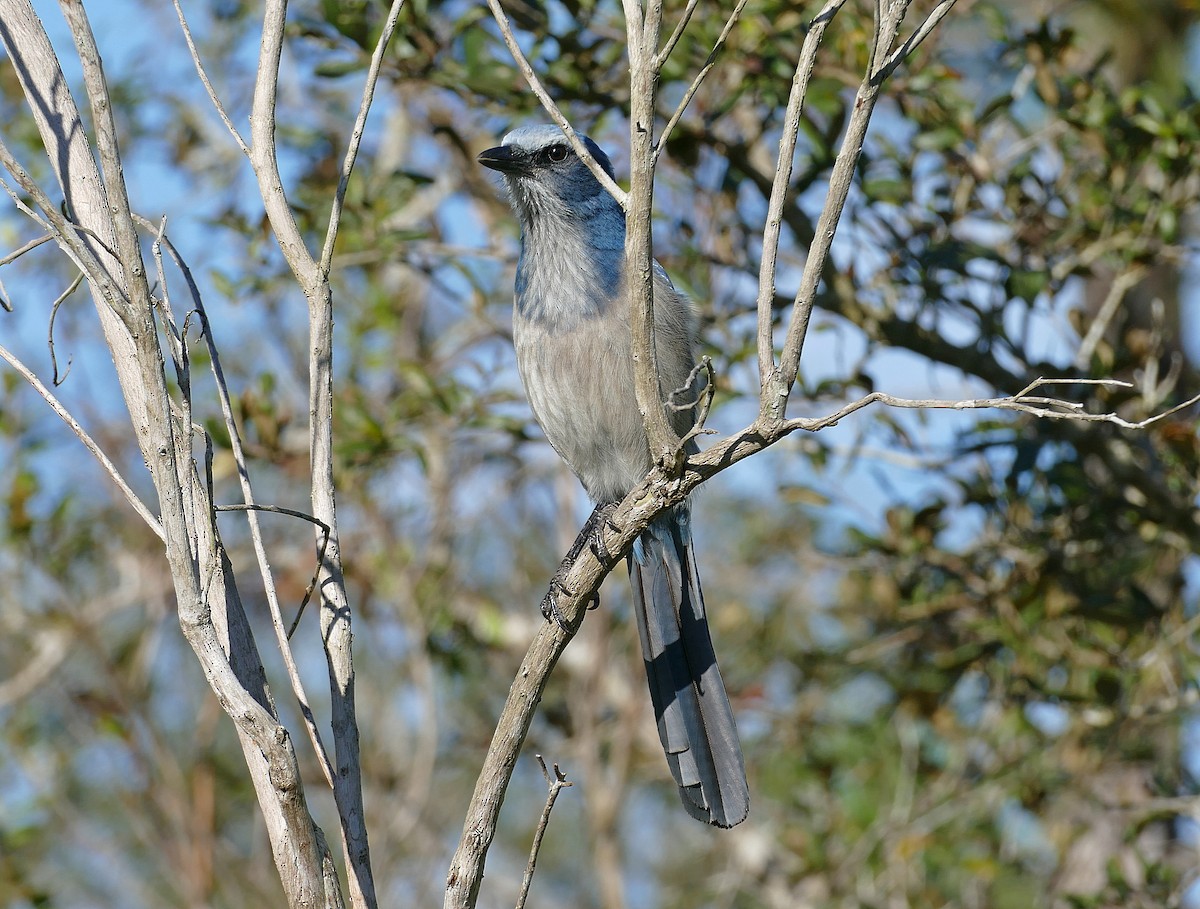 Florida Scrub-Jay - Jens Thalund