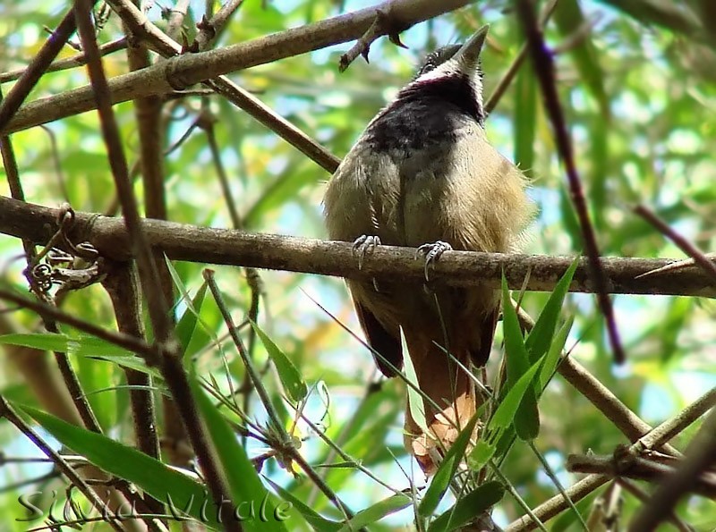 White-bearded Antshrike - ML205502421