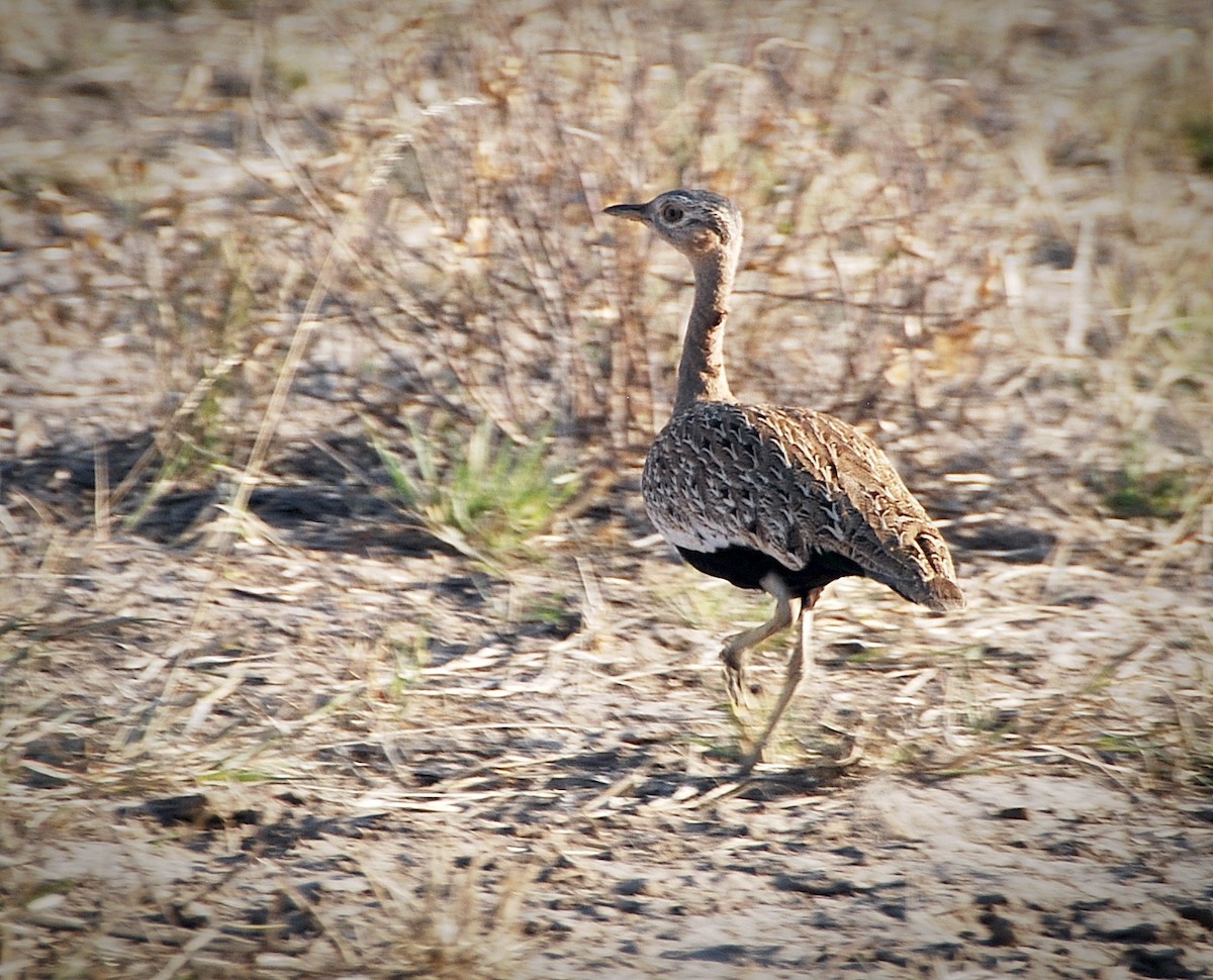 Red-crested Bustard - ML205503071
