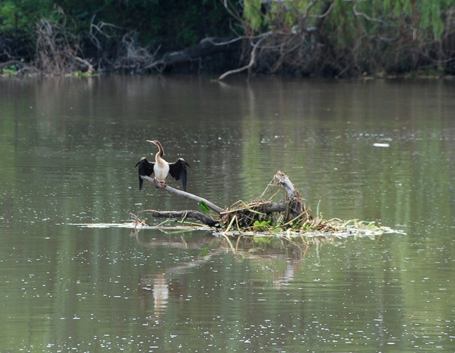 Afrika-Schlangenhalsvogel - ML205503091