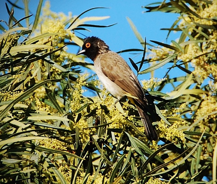 Bulbul Encapuchado - ML205503271