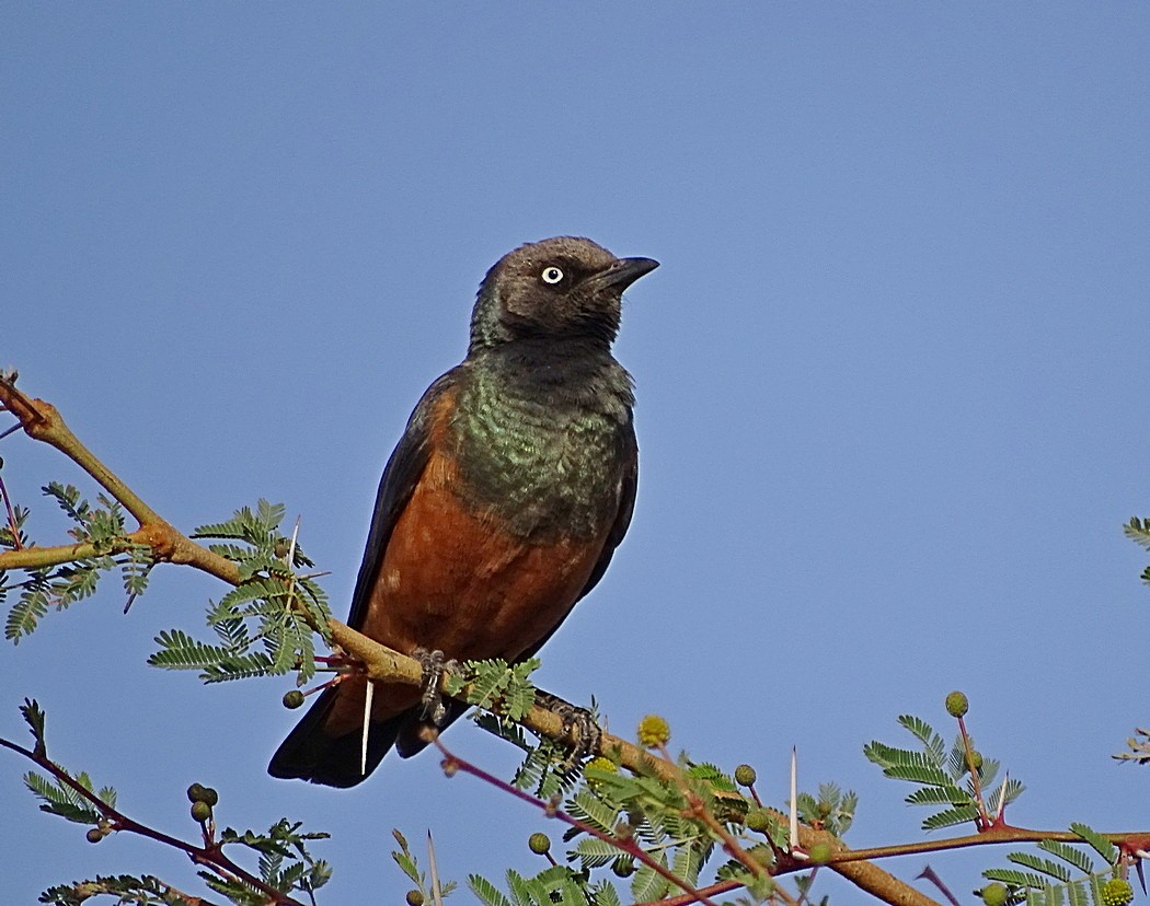 Chestnut-bellied Starling - Jens Thalund