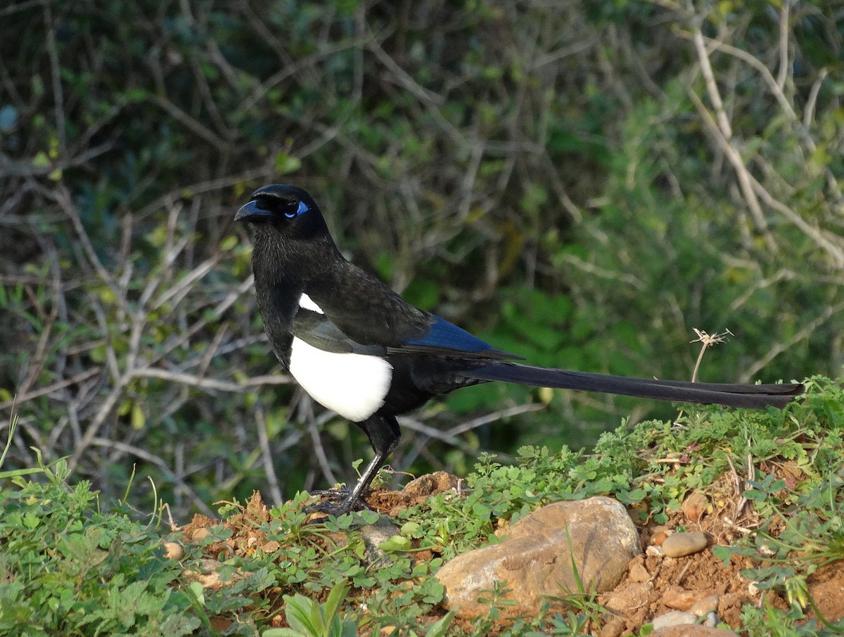 Maghreb Magpie - Jens Thalund