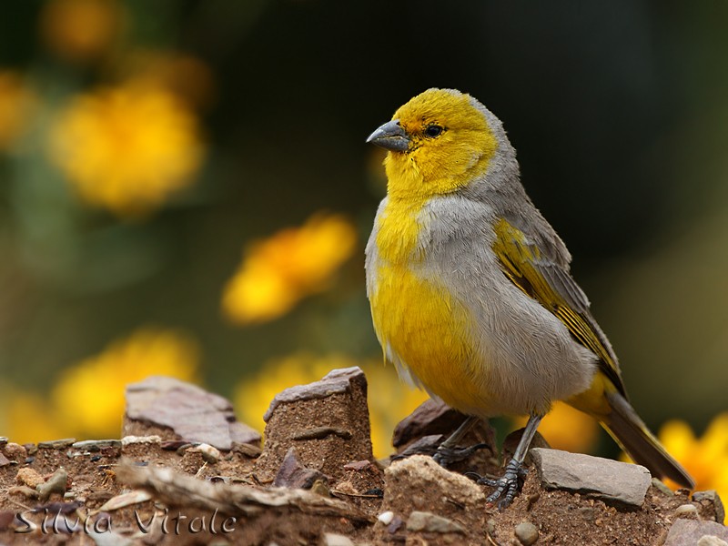 Citron-headed Yellow-Finch - Silvia Vitale