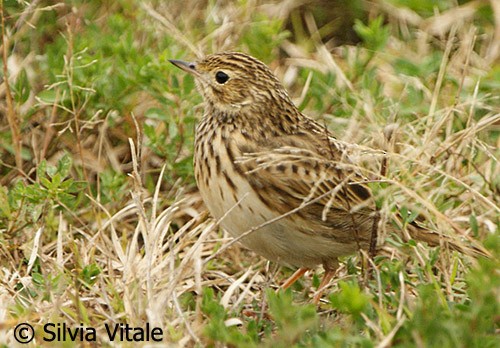 Short-billed Pipit - ML205504841