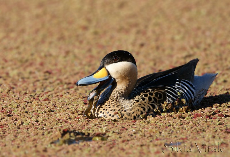 Silver Teal - ML205504891