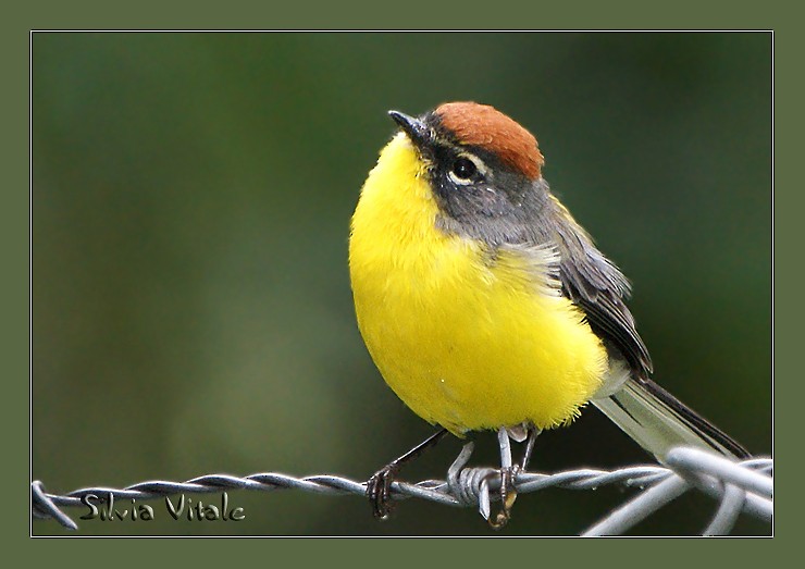 Brown-capped Redstart - Silvia Vitale