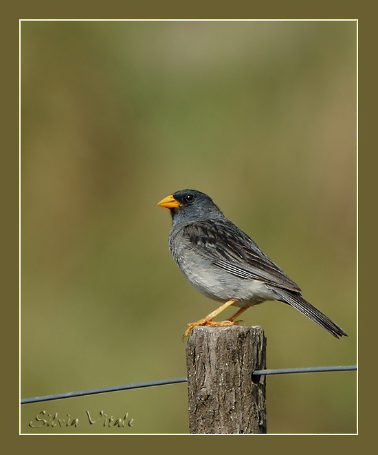 Band-tailed Sierra Finch - ML205504971