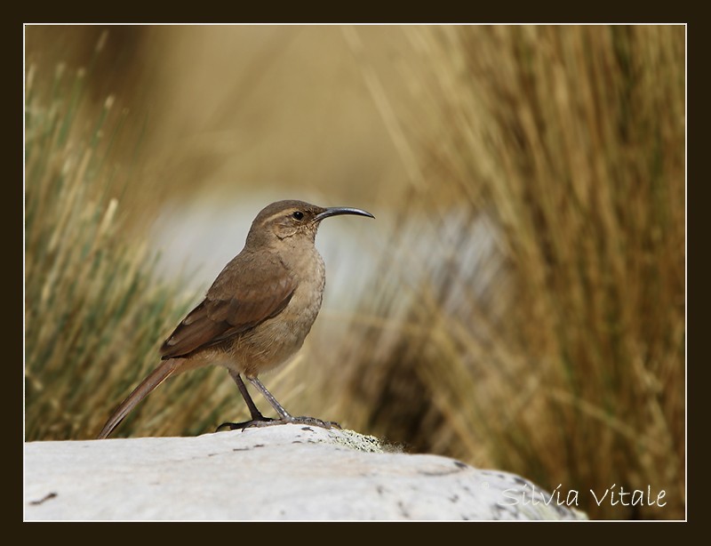 Upucerthie fauve (jelskii/saturata) - ML205505091