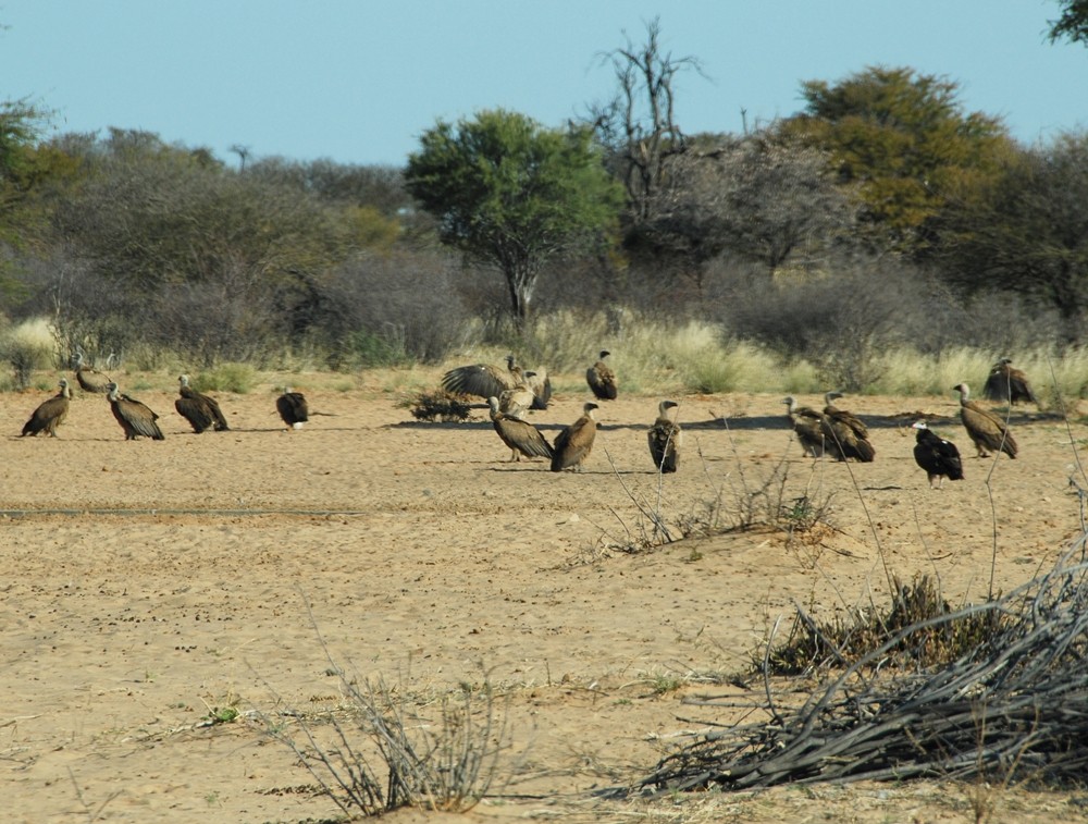 White-backed Vulture - ML205505181