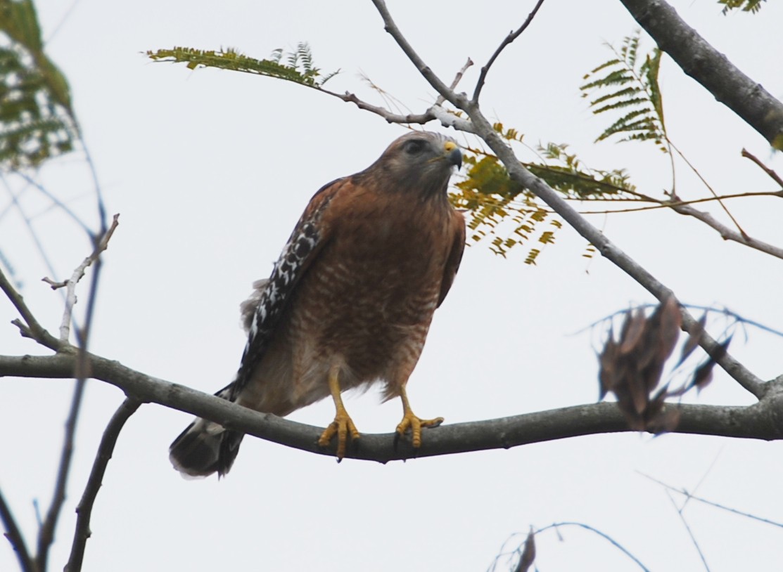 Rotschulterbussard - ML205505341