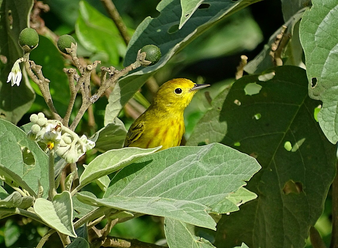 Yellow Warbler (Golden) - ML205505851