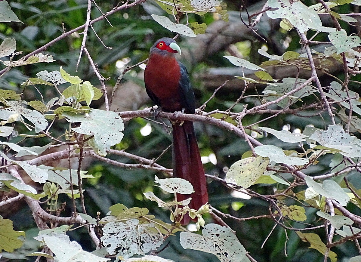 Chestnut-breasted Malkoha (Chestnut-breasted) - ML205506031