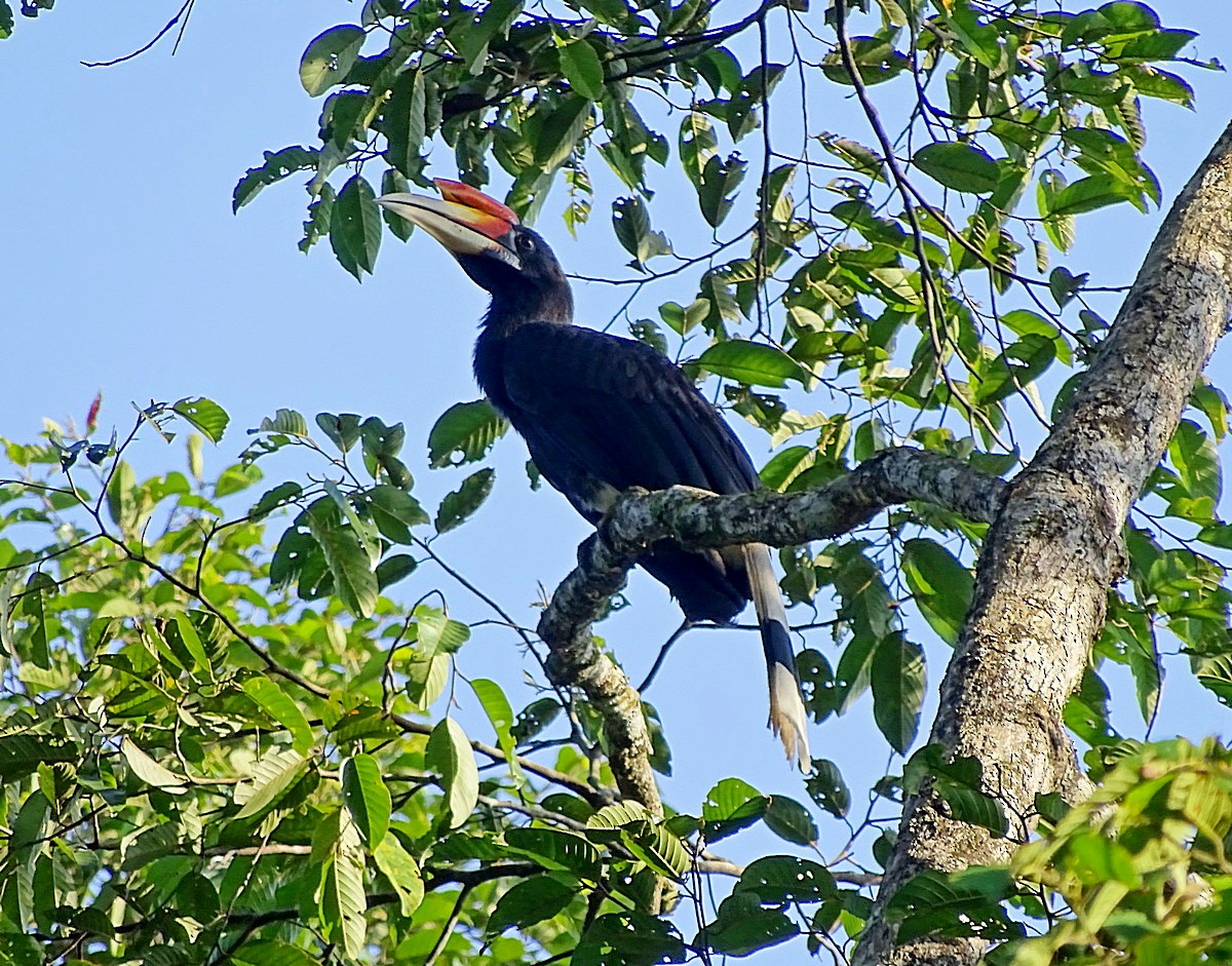 Rhinoceros Hornbill - ML205506061