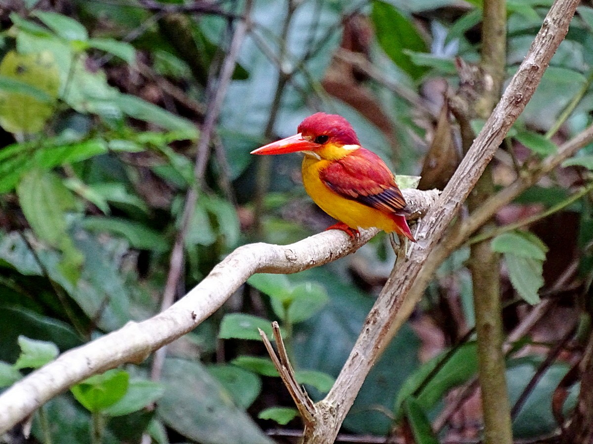 Rufous-backed Dwarf-Kingfisher - ML205506091