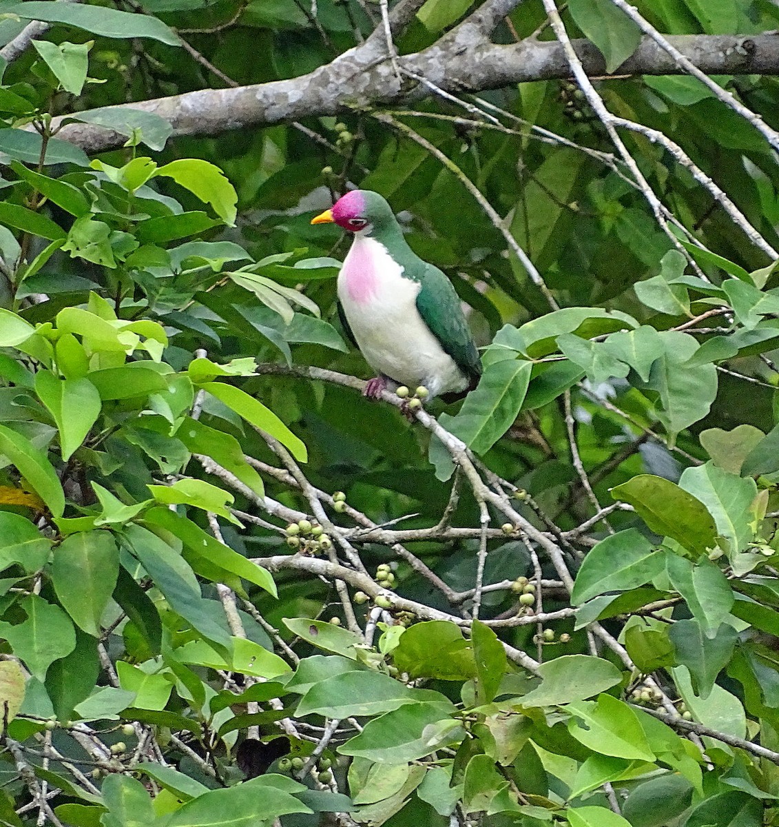 Jambu Fruit-Dove - ML205506121