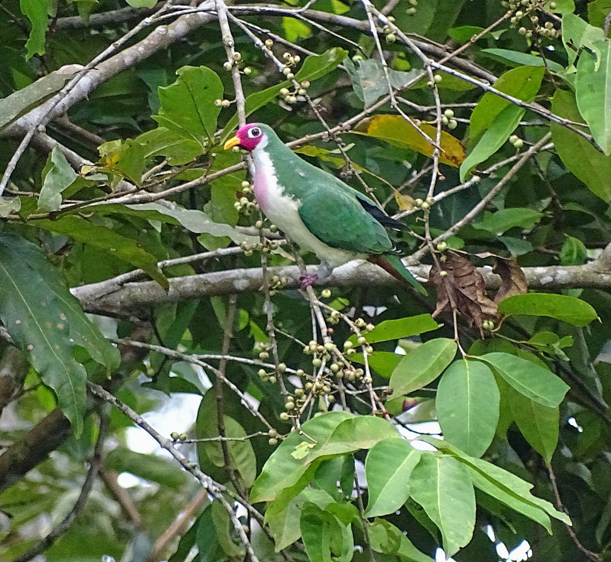 Jambu Fruit-Dove - ML205506131