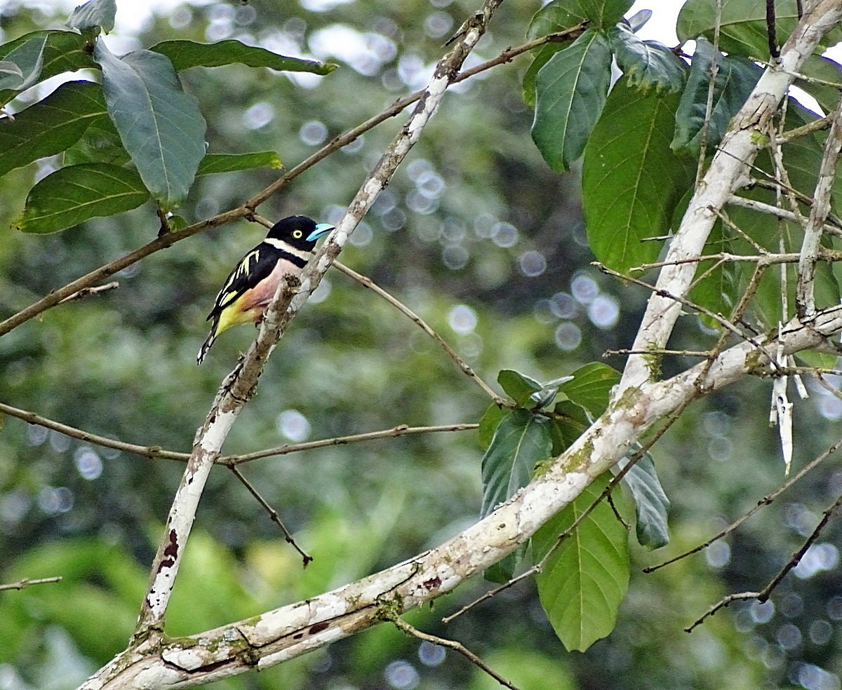 Black-and-yellow Broadbill - Jens Thalund