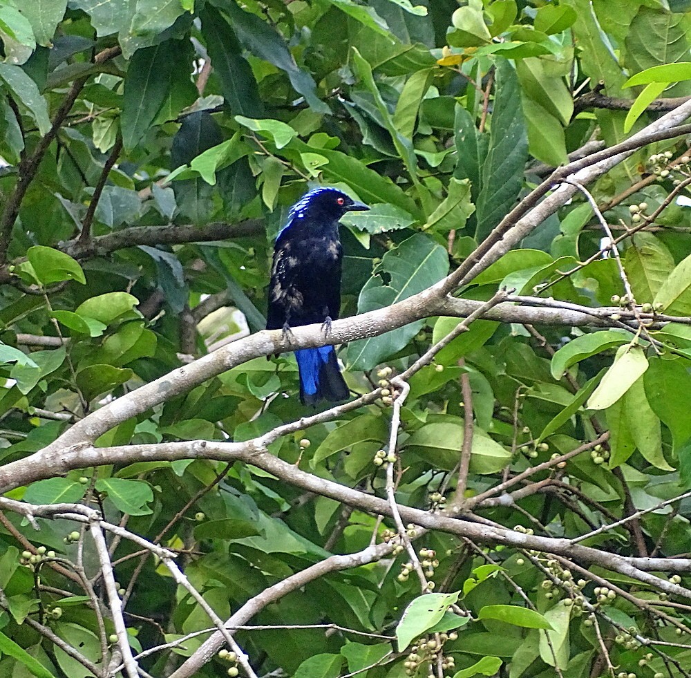 Asian Fairy-bluebird - ML205506151