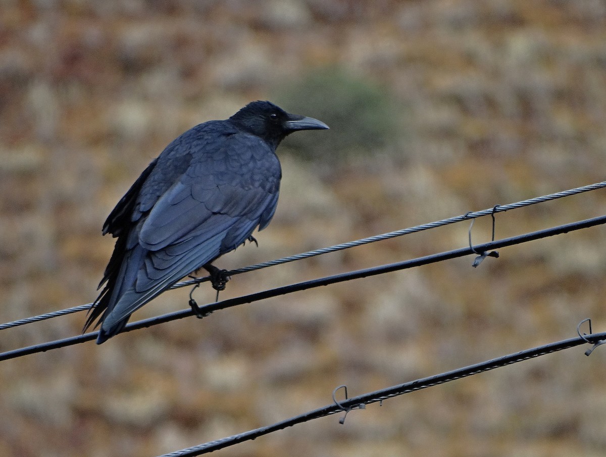 Carrion Crow - ML205506341