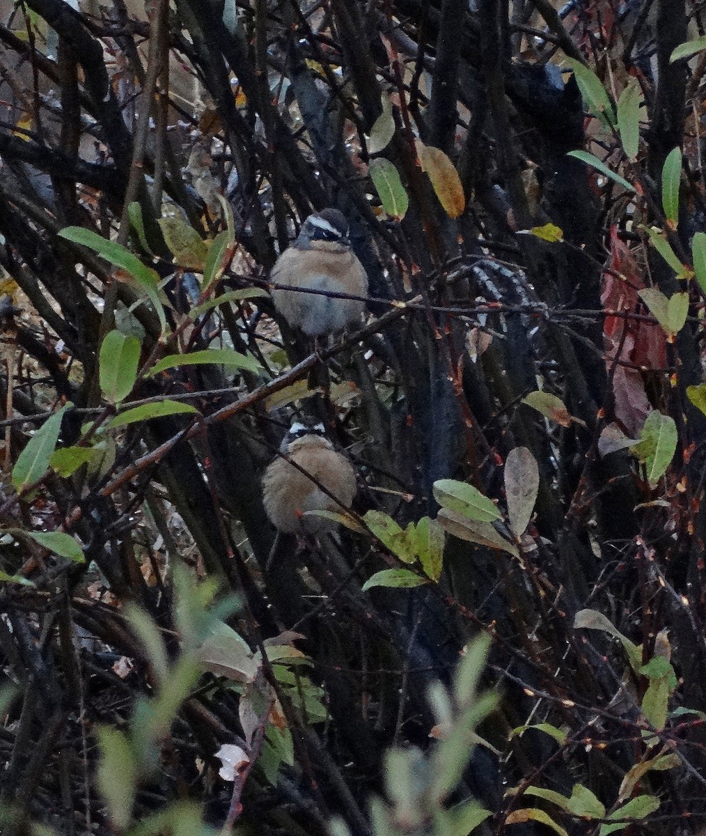 Brown Accentor - ML205506351