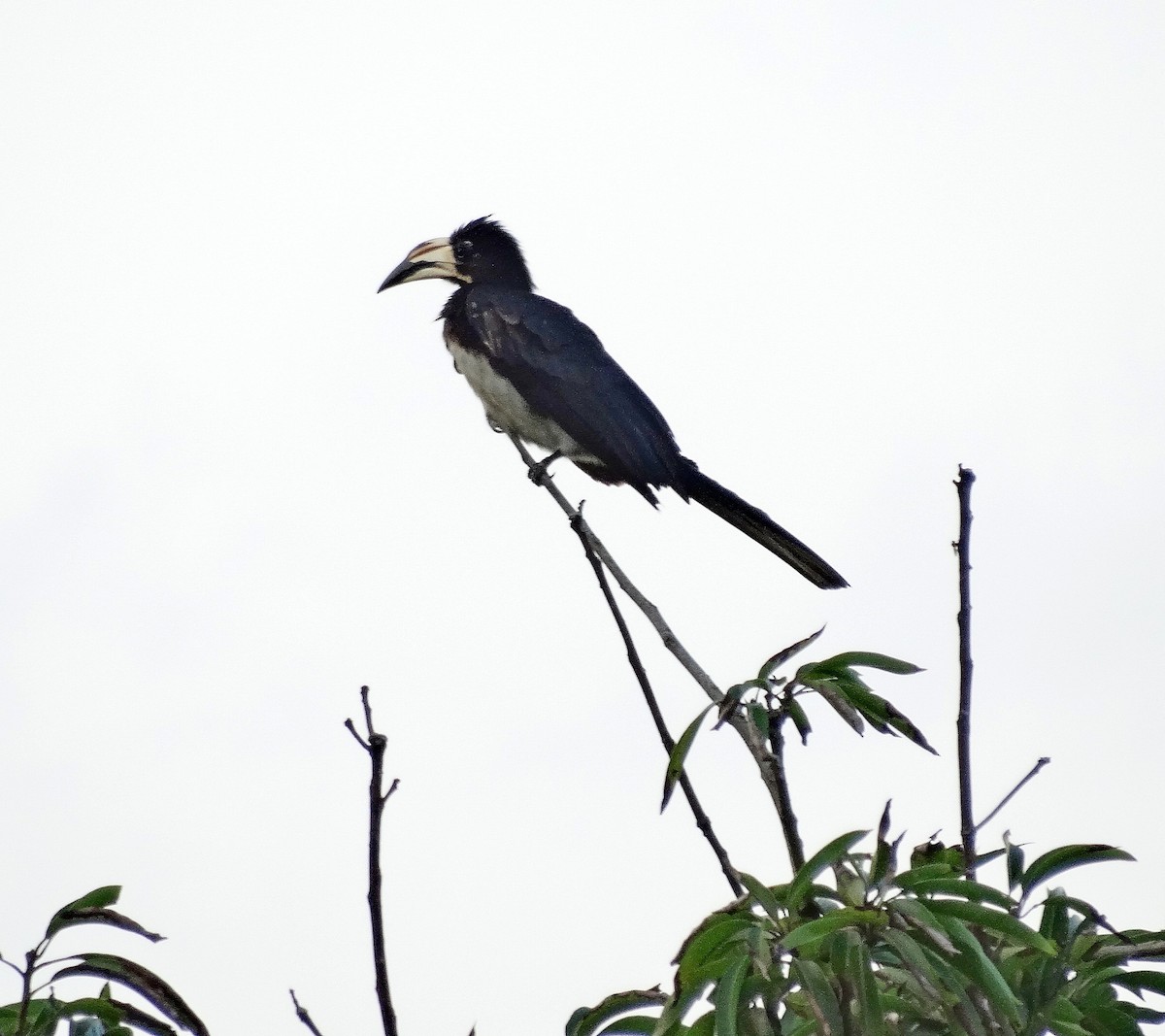 West African Pied Hornbill - ML205506701