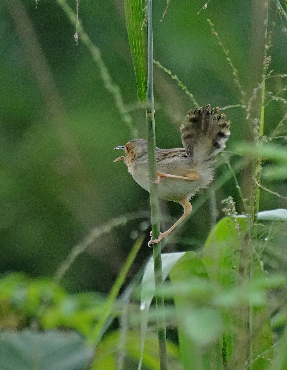 Al Yüzlü Yelpazekuyruk [erythrops grubu] - ML205506741