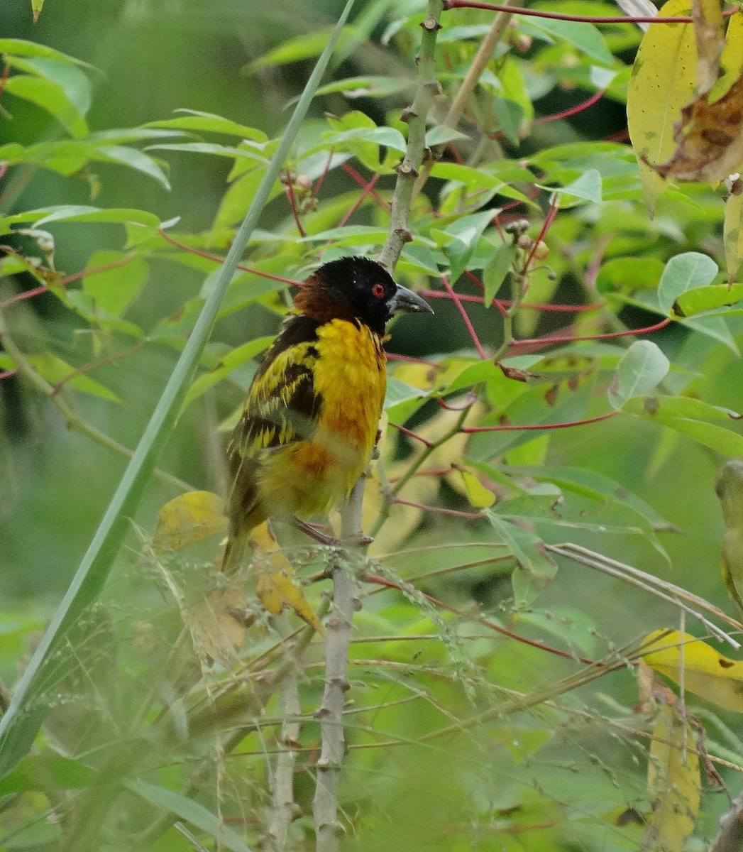 Village Weaver (Black-headed) - Jens Thalund