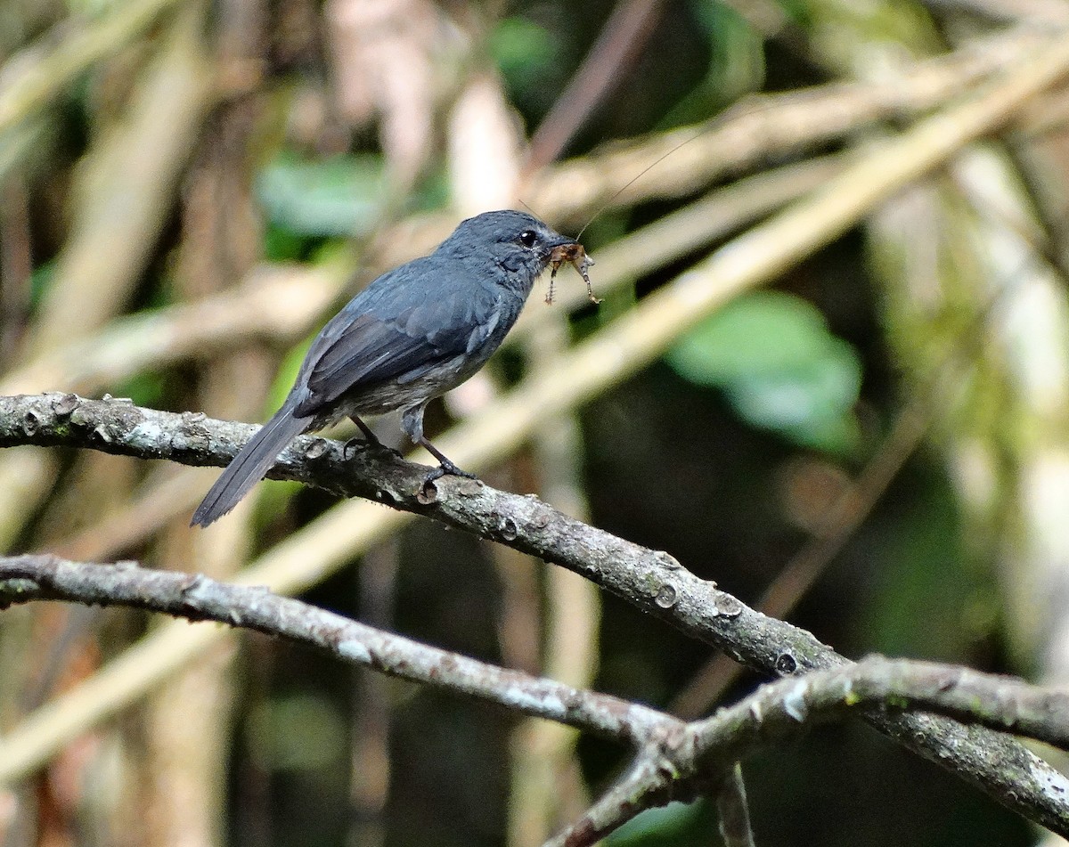 Dusky-blue Flycatcher - ML205506791