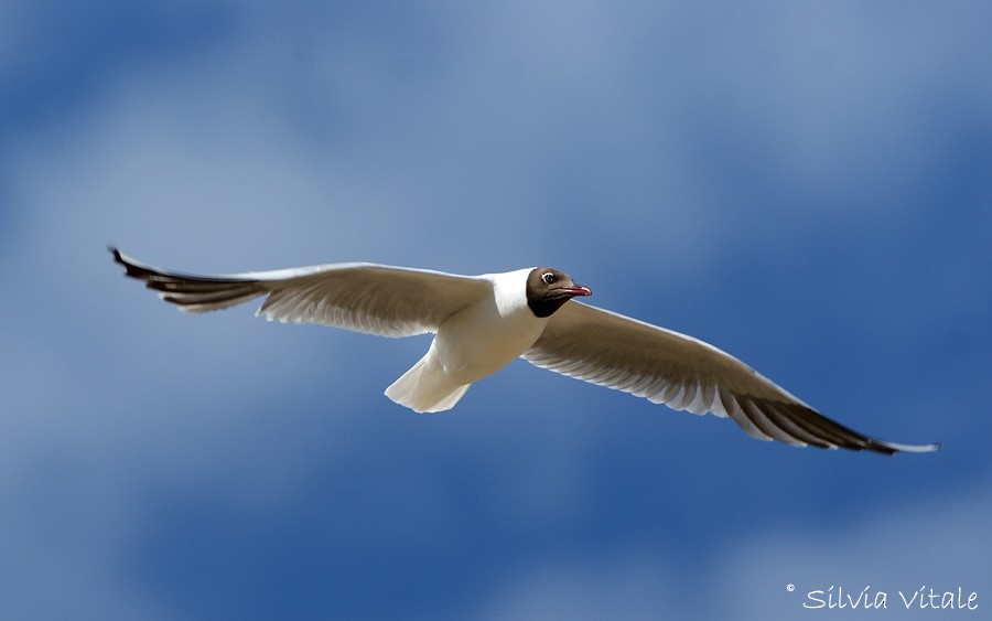 Brown-hooded Gull - ML205506951