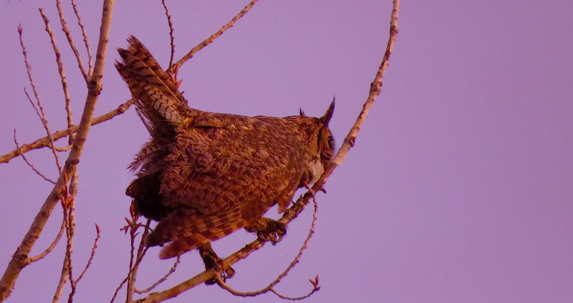 Great Horned Owl - Ted Floyd