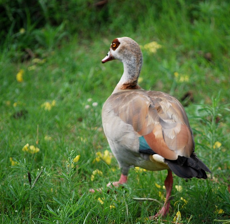 Nilgans - ML205507321