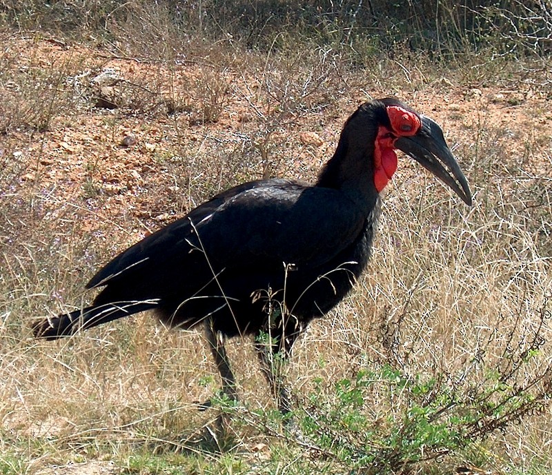 Cálao Terrestre Sureño - ML205507391