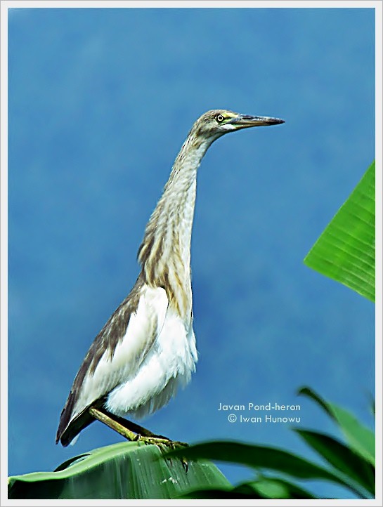 Javan Pond-Heron - ML205507641