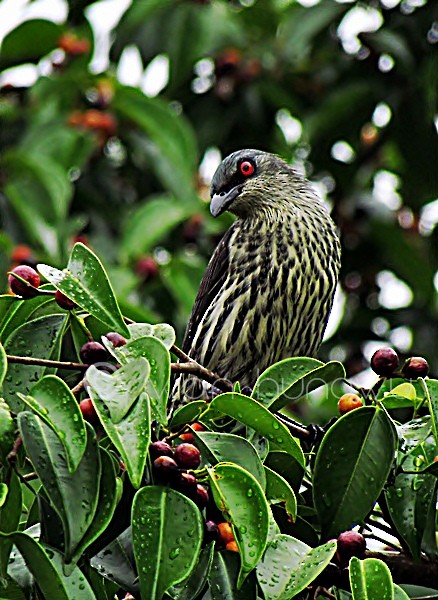 Asian Glossy Starling - ML205507661