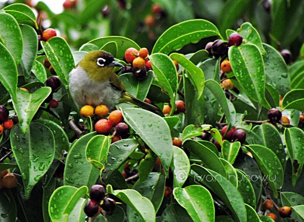 Black-crowned White-eye - ML205507691