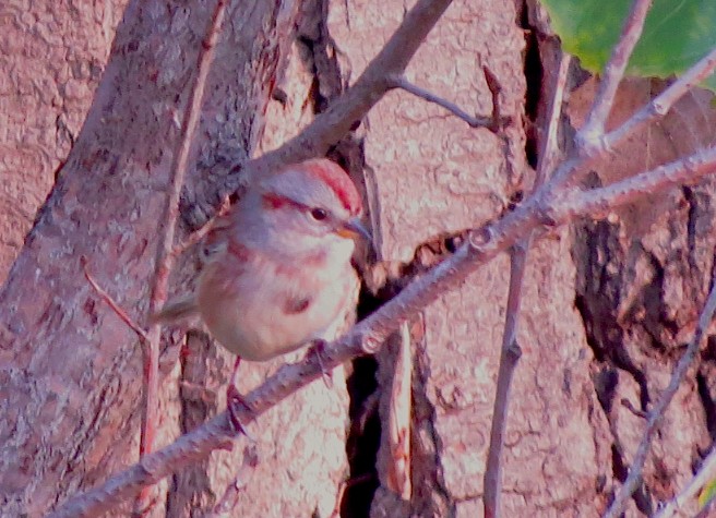 American Tree Sparrow - Ted Floyd