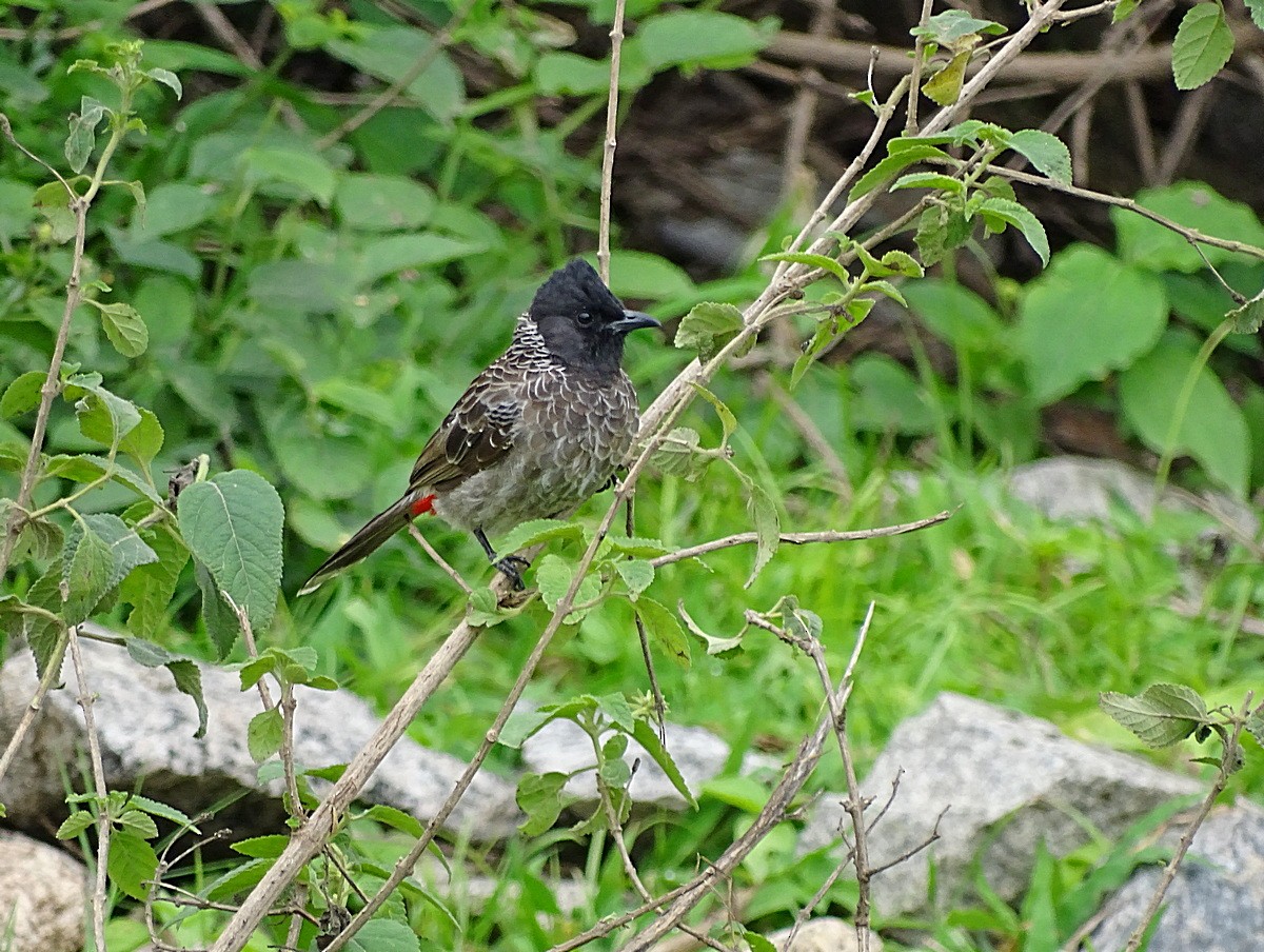 Red-vented Bulbul - ML205508191