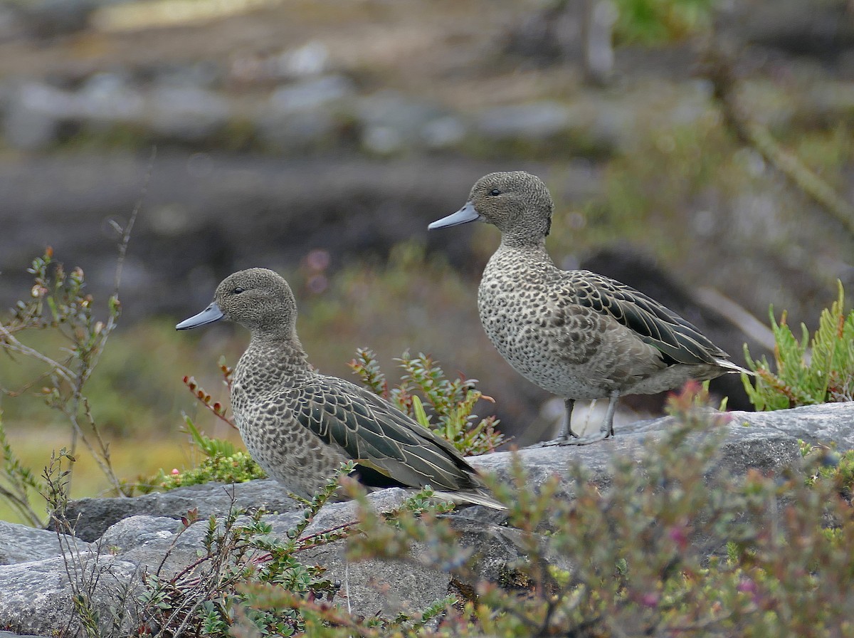 Andean Teal (Andean) - ML205508471