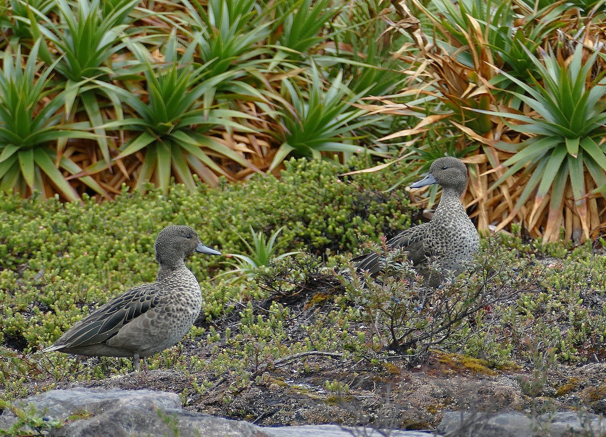 Andean Teal (Andean) - ML205508481