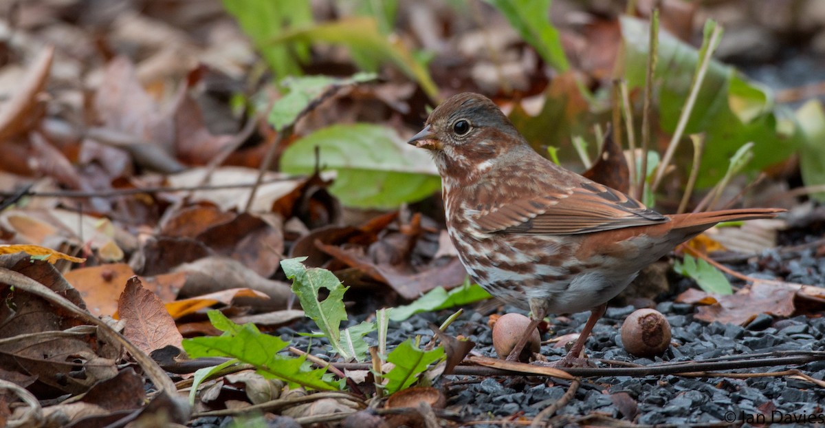 Fox Sparrow (Red) - ML20550861