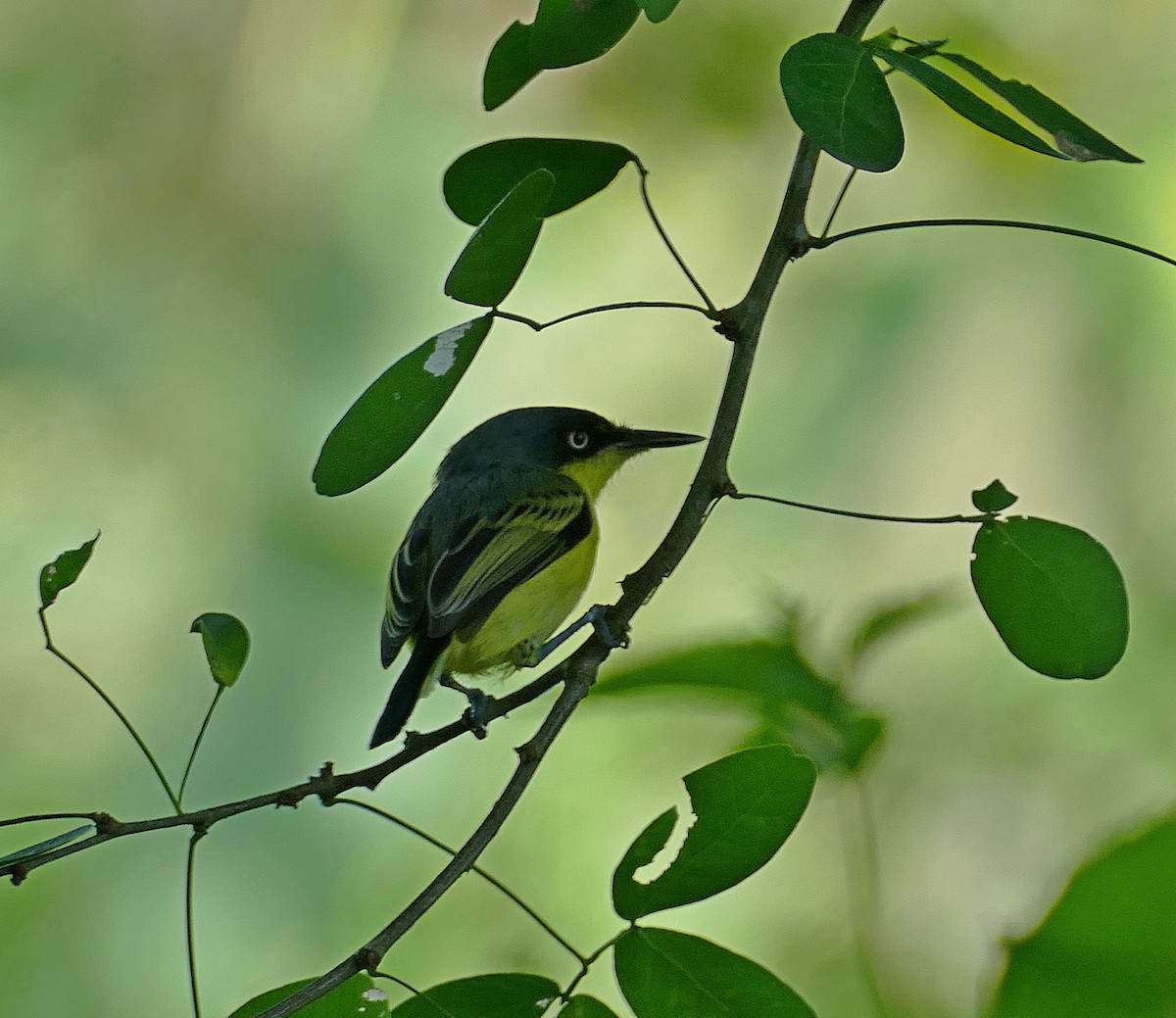 Common Tody-Flycatcher (cinereum Group) - Jens Thalund