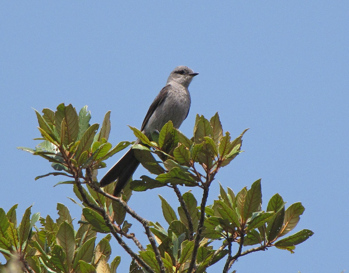 Shear-tailed Gray Tyrant - ML205508891