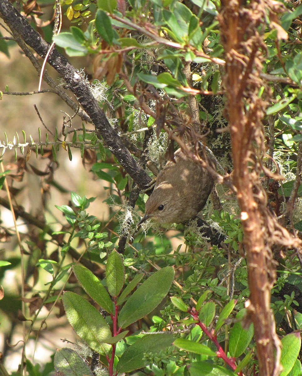 Itatiaia Spinetail - Jens Thalund