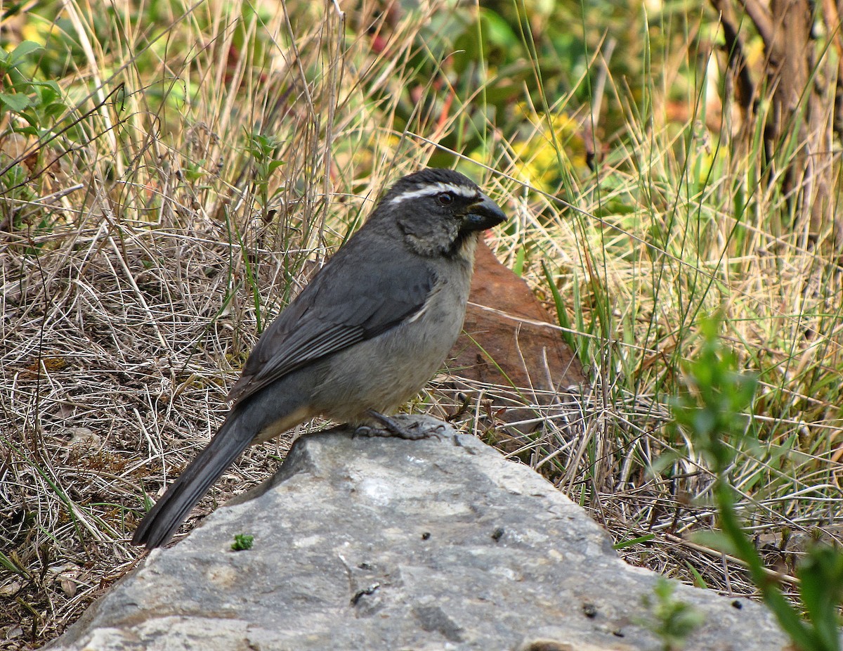 Thick-billed Saltator - ML205508961