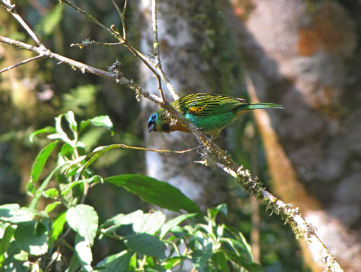 Brassy-breasted Tanager - ML205508981