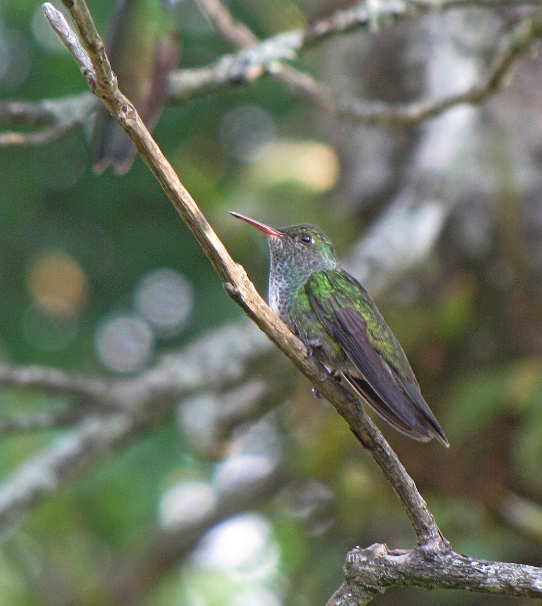 Versicolored Emerald (Versicolored) - Jens Thalund