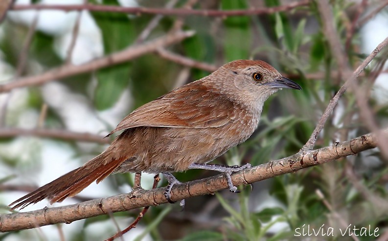 Freckle-breasted Thornbird - ML205509231