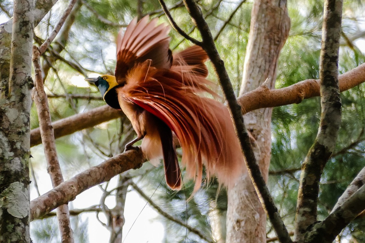 Raggiana Bird-of-Paradise - ML205509621